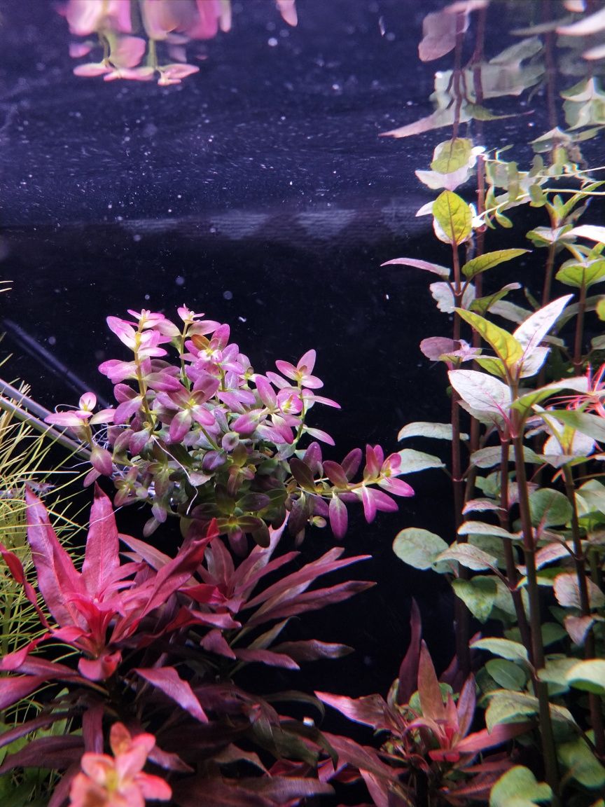Rotala ramsior florida