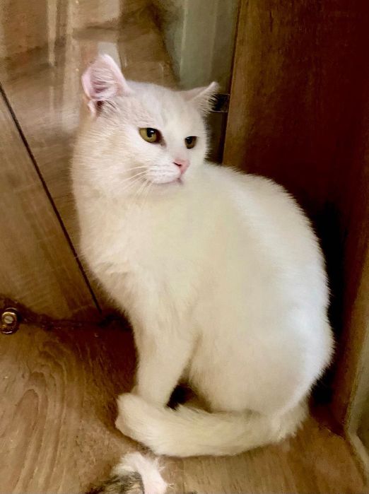 Білосніжна красуня шукає теплий і люблячий дім!