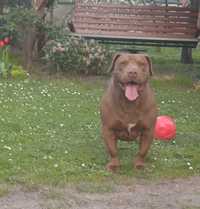 american pitbull bully