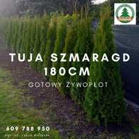 Thuja Tuja Szmaragd 180cm gotowy żywopłot TRANSPORT SADZIMY