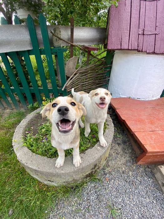 щенки шукають надійний дім