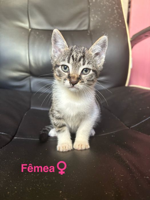 Gatinhos para adoção responsável