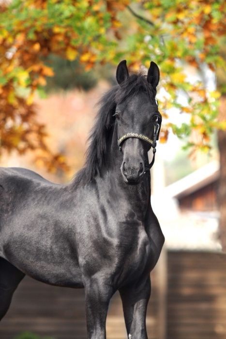 Фриз кобыла жеребенок Ванда