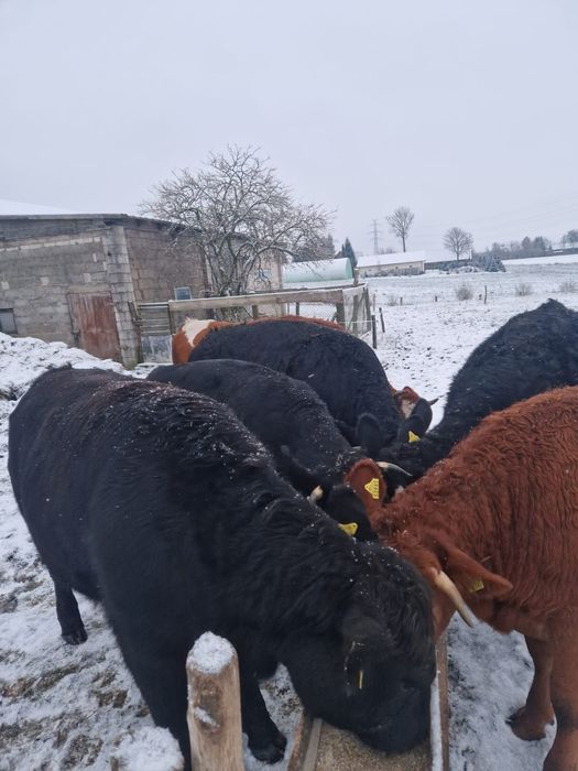 Jałówki do zacielenia