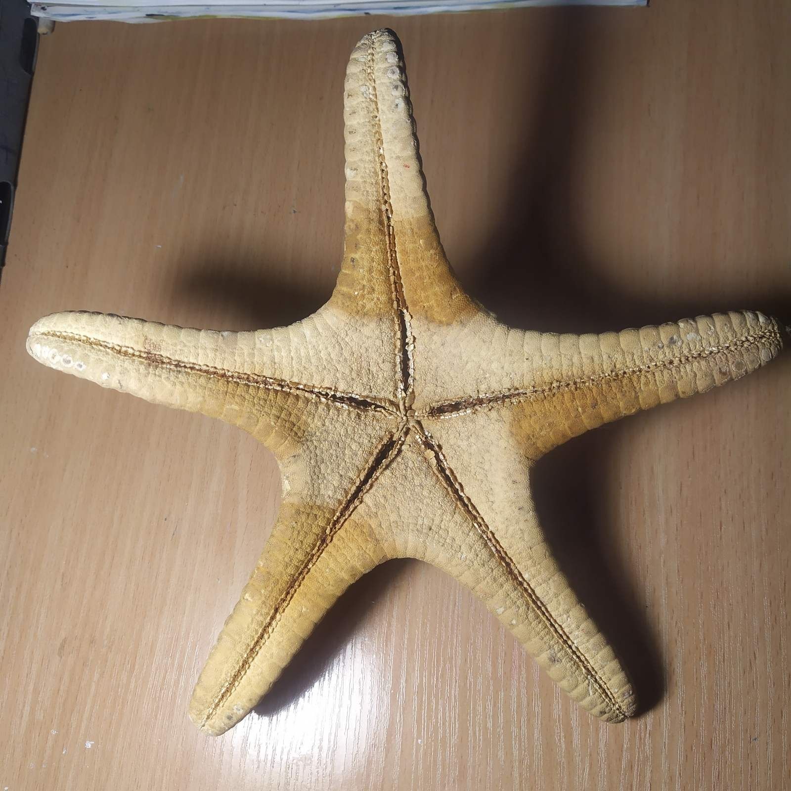 морская звезда большая