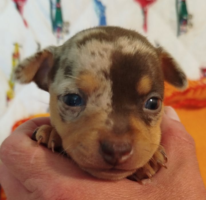 Пражский крысарик,щенки.