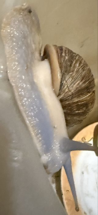 Продам улиток ( косметические, лечебные)