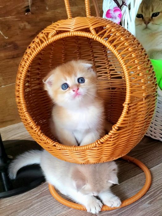 Ручные малыши. Котята золотая шиншилла.