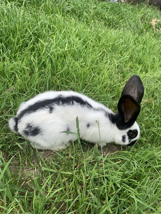 Кролі Німецький Строкатий Велетень та Радянська шиншила