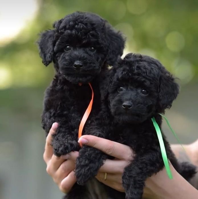 Мальтіпу ф1 чорні