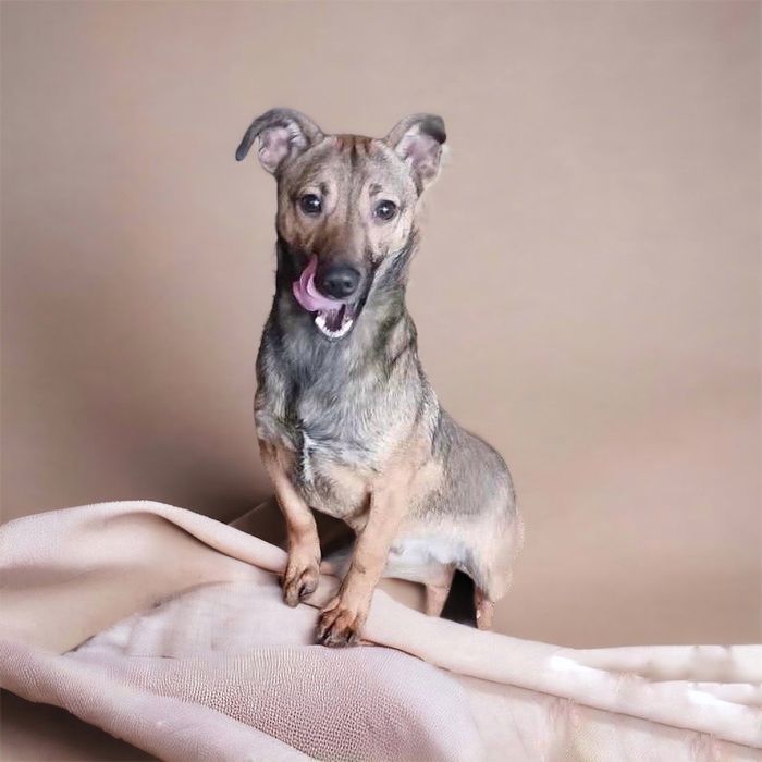 Цуценя-підліток шукає дім! 6-7 місяців