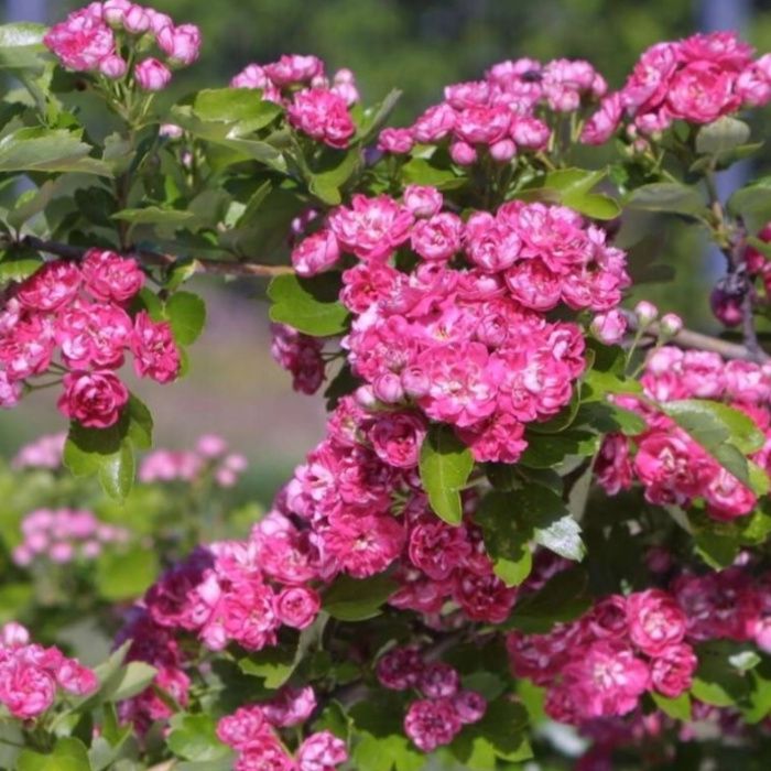 GŁÓG 'Paul's Scarlet' Wys ok. 250cm Donica 65l
