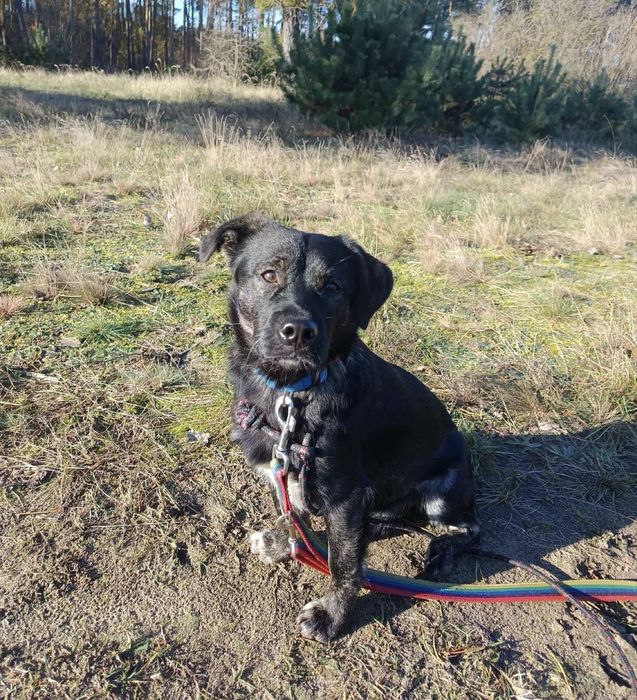 Pręgowany, nieduży Kiler czeka na dom