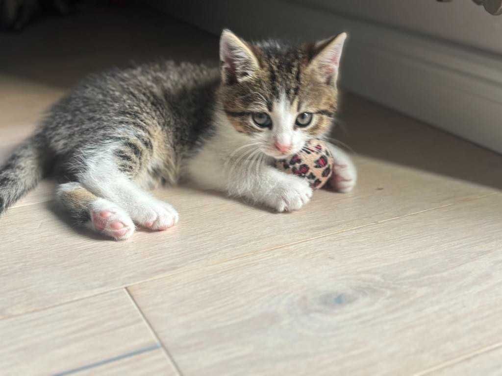 Malutka kotka do adopcji