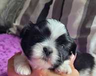 Szczeniaczek suczka Shih Tzu ZKwP