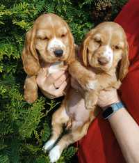 Śliczna sunia Cocker spaniel.