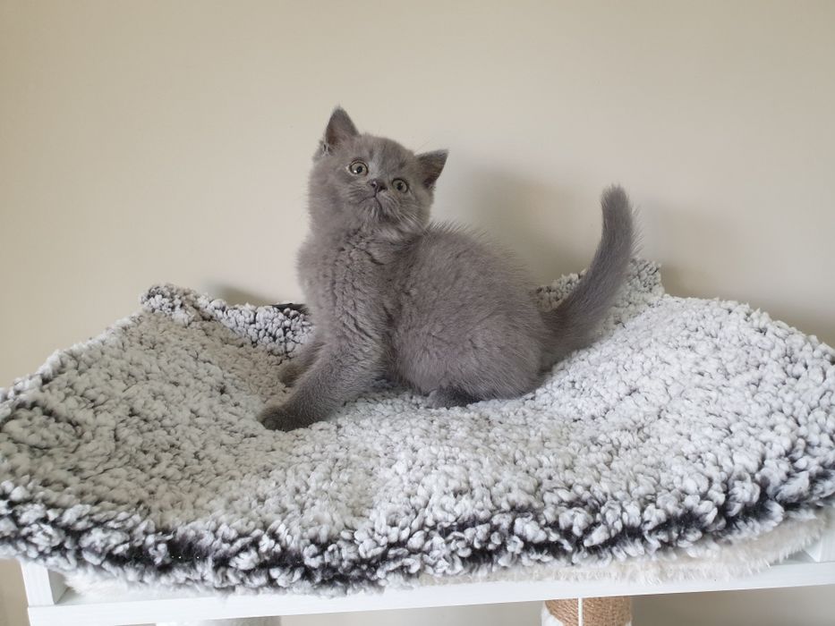 Macho scottish straight