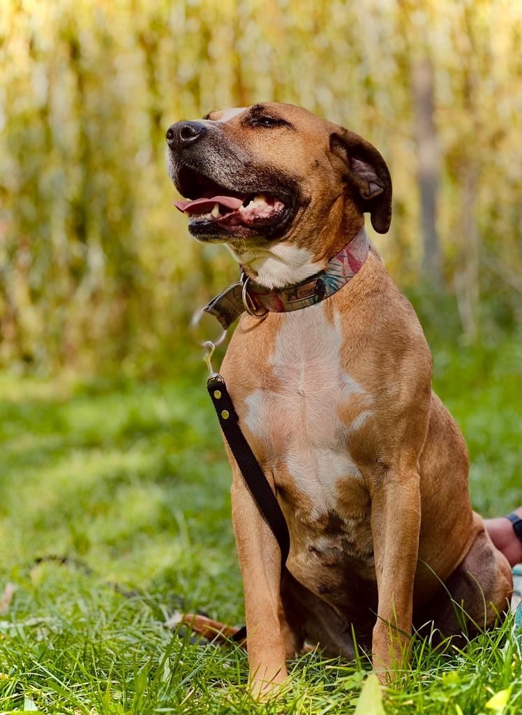 Roxi AMSTAFF szuka kochającego domu!