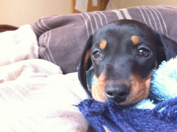 Цуценя такси з добрим серцем