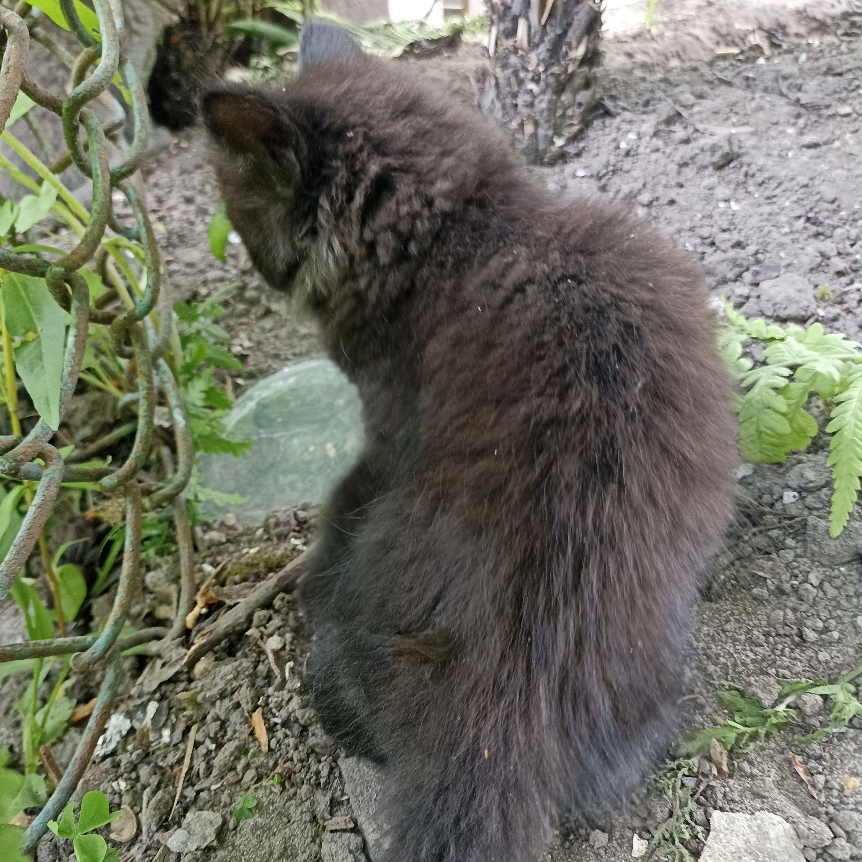Віддам  грайливих кошенят