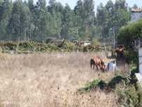 Terreno para moradias - Aveiro