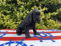 Cocker spaniel ostatnia sunia