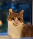 Chudy - kocur, kot, kotek do adopcji