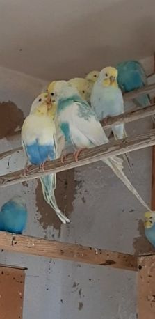 Радужные волнистые попугаи
