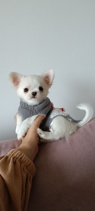 Śnieżnobiały długowłosy piesek ZKwP FCI