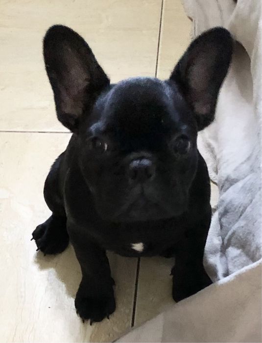 Buldog Francuski ALDONA cudna juz gotowa do zmiany domu