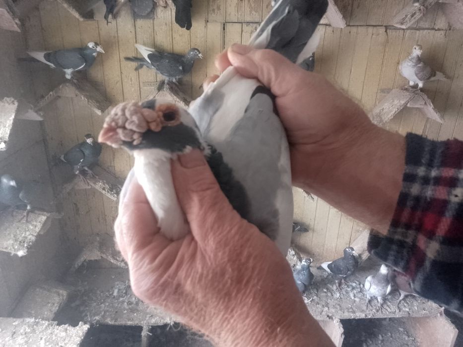 Gołębie staropolskie okazja