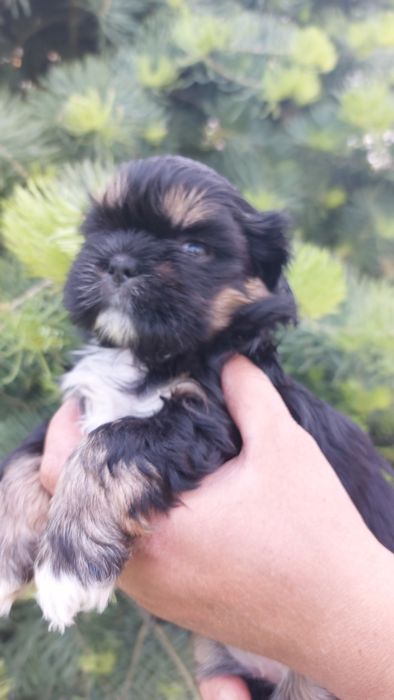 Shih-tzu czarna dziewczynka