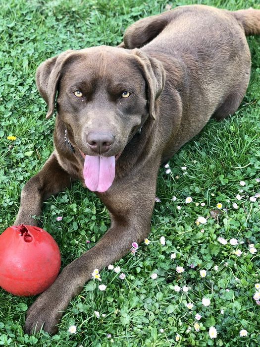 Лабрадор для вязки