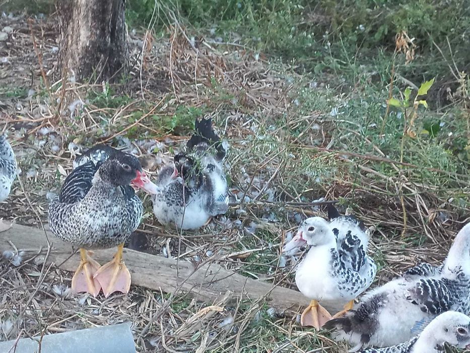 Patos Mudos Criados No Campo, 2 meses