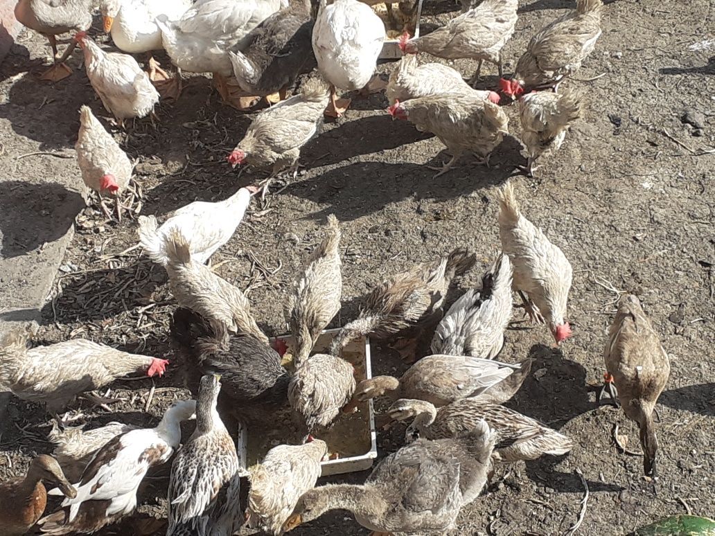 Leghorn  kaczor kaczki gęsi