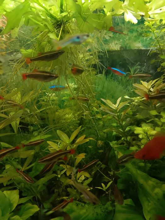 Kardynałki chińskie sprzedam