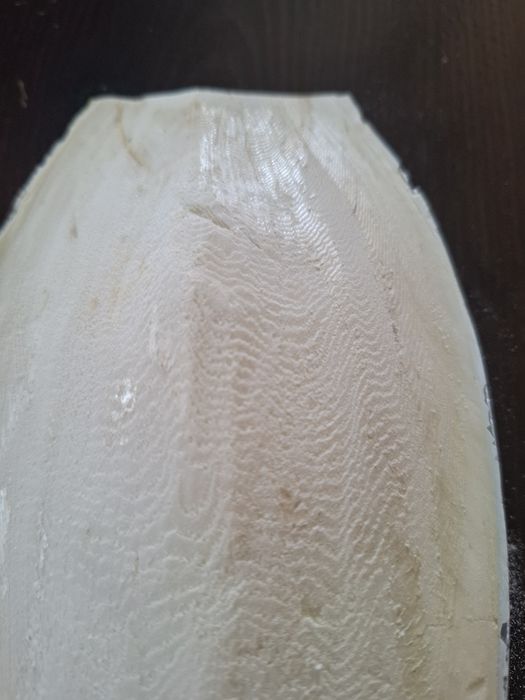 Sepia naturalna kość mątwy XXL