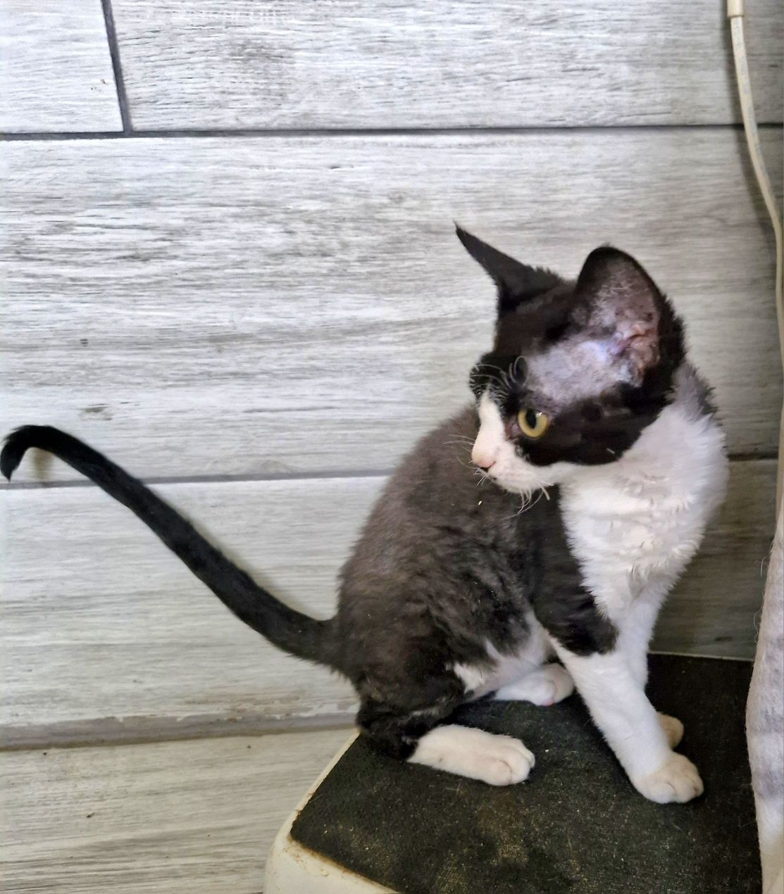 Devon Rex Pasja koteczka  czarno biała