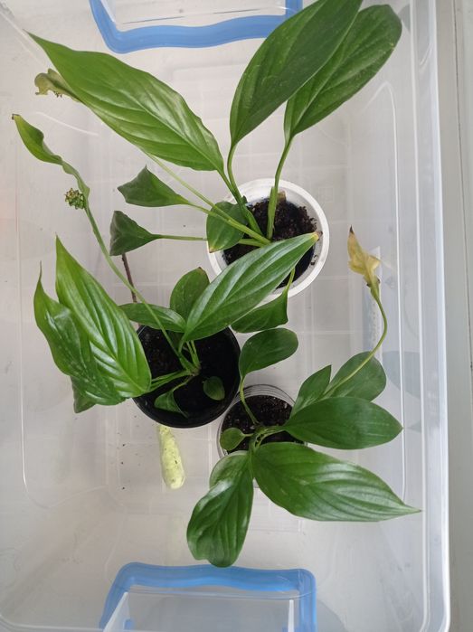 Спатифіліум квіти