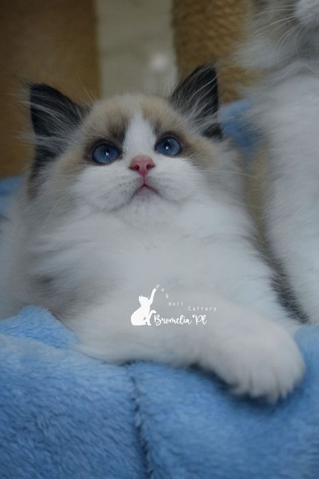 Kocurek Ragdoll seal bicolur