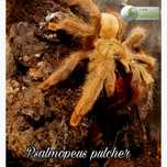 Psalmopeus pulcher ok 1.5DC + GRATIS