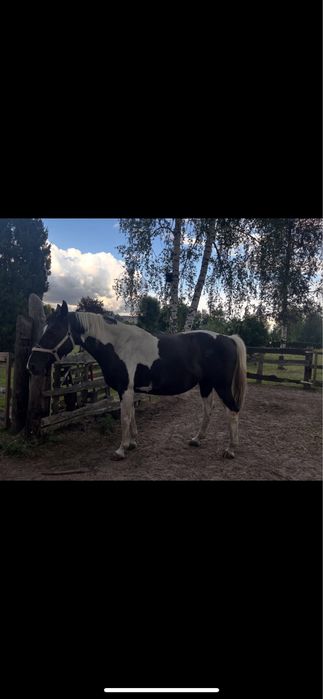 Klacz szuka dobrego domu