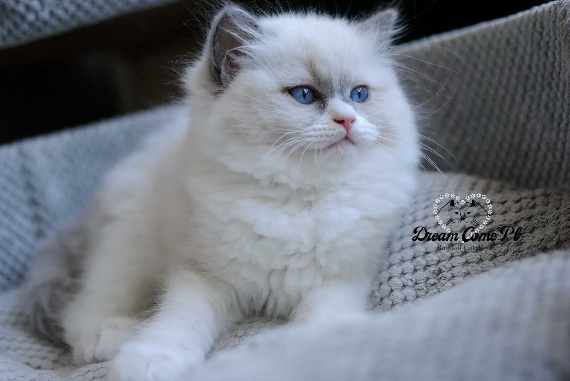 Kotka blue bicolor ragdoll FPL