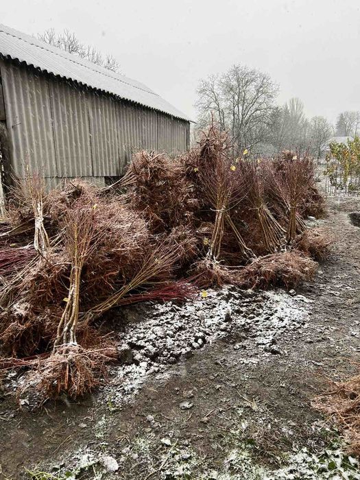 Саджанці,плодових та декоративних дерев та кущів