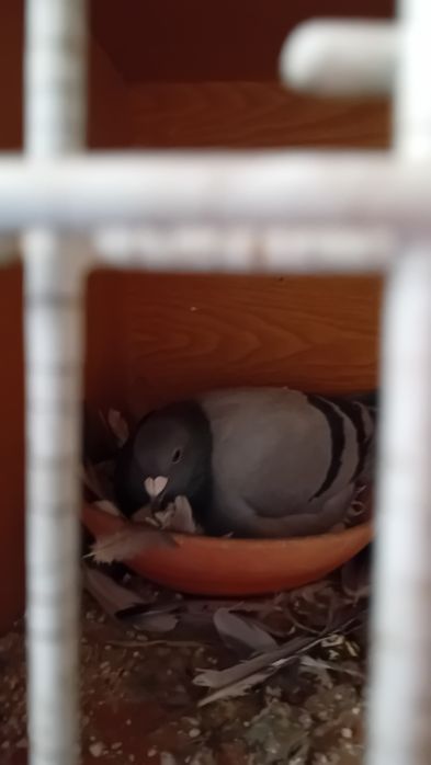 Venda pombos correios