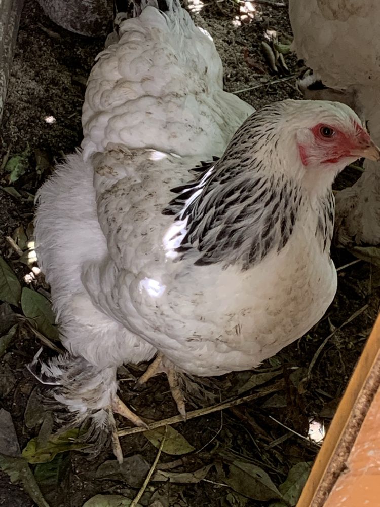 Ovos galados de Galinhas Brahma light pura raça sem cruzamentos