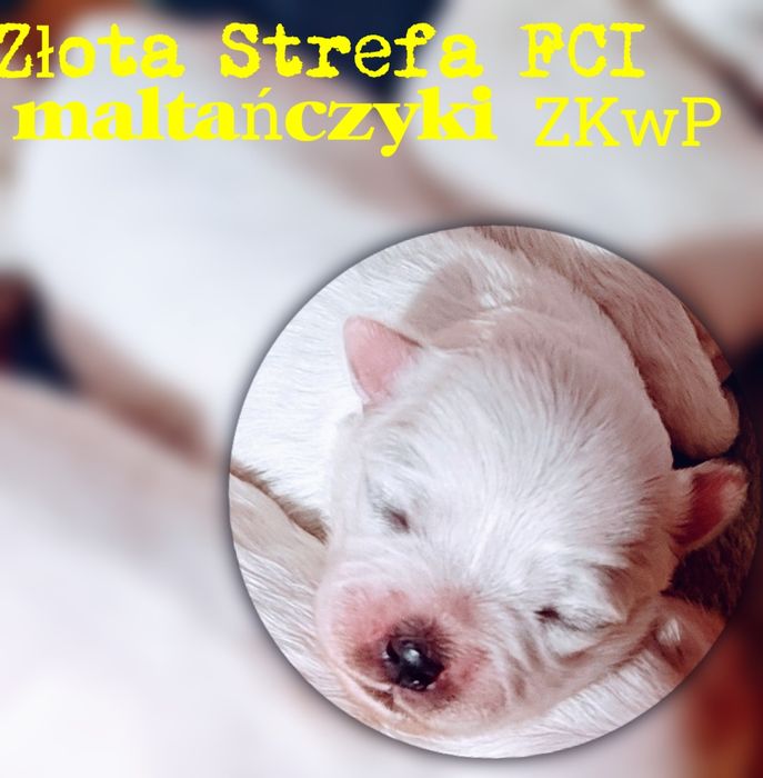 Maltańczyk suczka GALLA ZKwP FCI