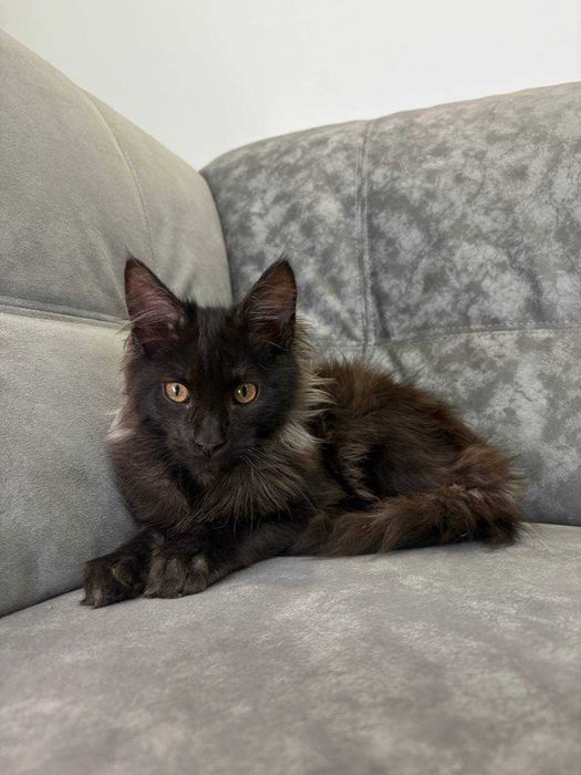 Хлопчик мейн-кун неймовірно чорного кольору зі всіма документами WCF