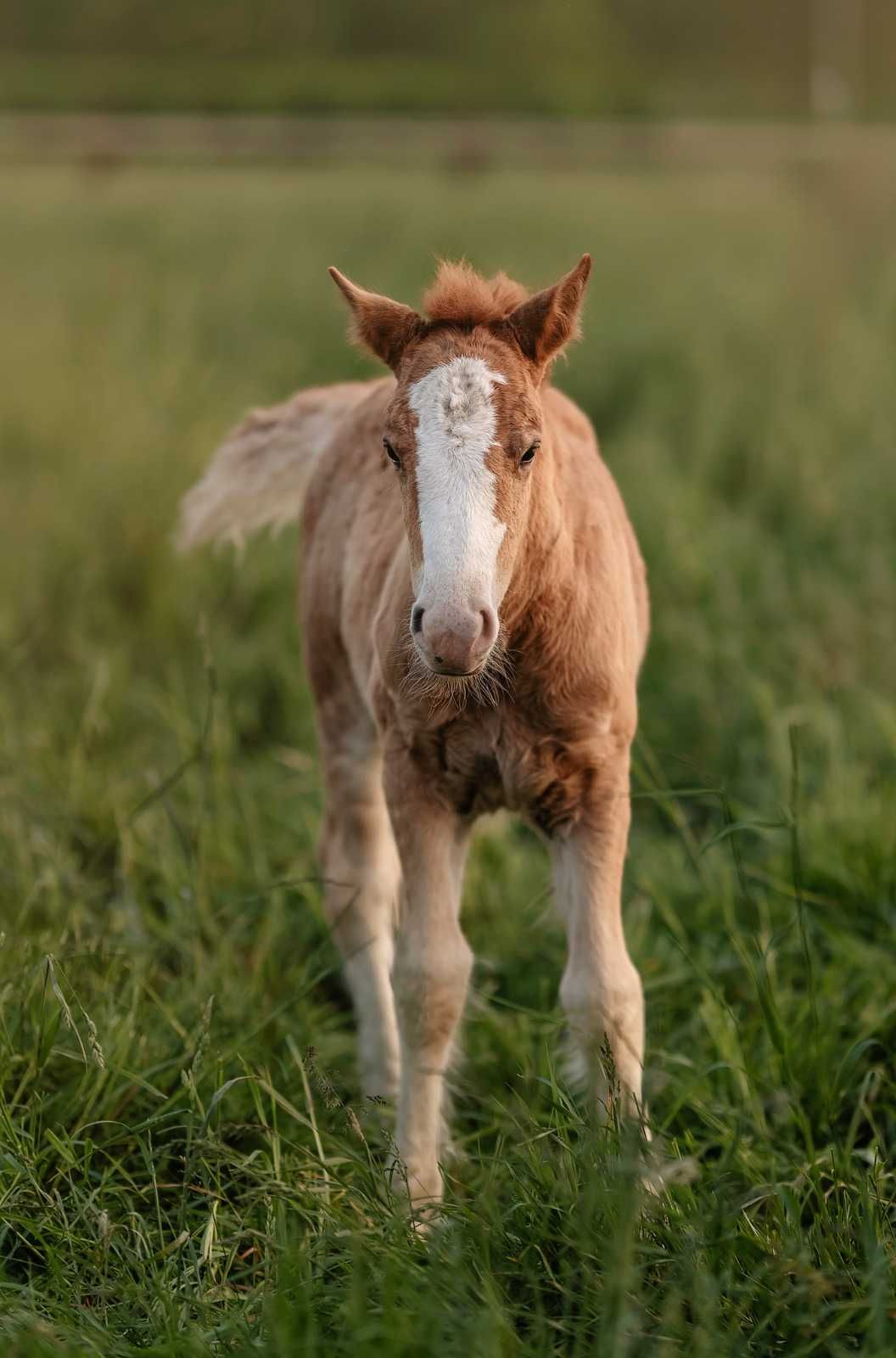 Klaczka Gypsy Cob