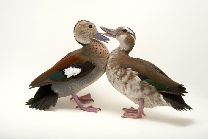 Casal patos ringed teal (Callonetta leucophrys)